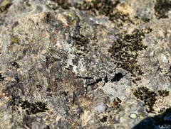 Oedipoda coerulea