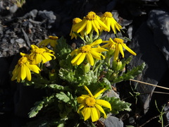 Senecio leucanthemifolius caucasicus