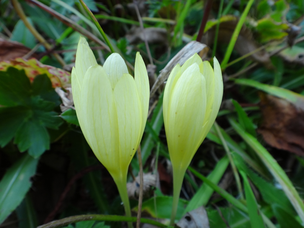 Crocus suworowianus