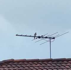 Coracina novaehollandiae