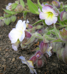 Nonea versicolor