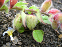 Nonea versicolor