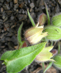 Nonea versicolor