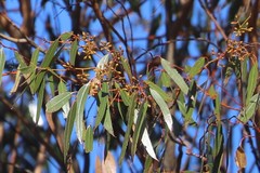 Eucalyptus salmonophloia