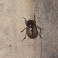 Leucothyreus marginaticollis