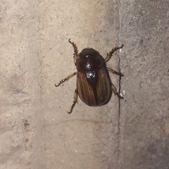 Leucothyreus marginaticollis