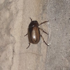 Leucothyreus marginaticollis