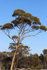 Eucalyptus salmonophloia
