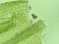 Brachythecium laetum