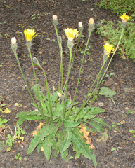 Leontodon caucasicus