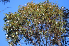 Eucalyptus salmonophloia