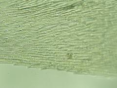 Brachythecium laetum