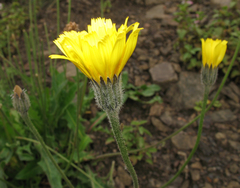 Leontodon caucasicus