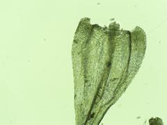 Brachythecium laetum