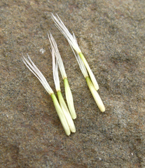 Leontodon caucasicus