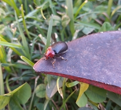 Cacoscelis nigripennis