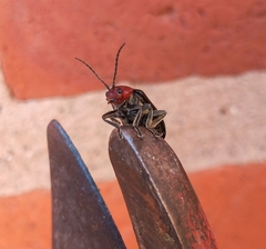 Cacoscelis nigripennis