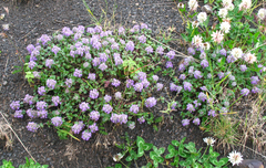 Ziziphora puschkinii