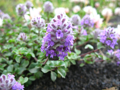 Ziziphora puschkinii