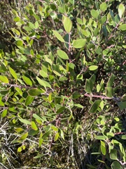 Arctostaphylos hookeri