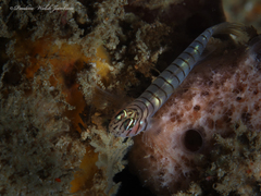 Tigrigobius macrodon