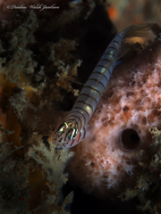 Tigrigobius macrodon