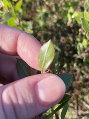 Arctostaphylos hookeri