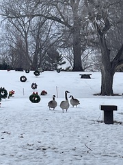 Branta canadensis
