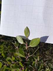Arctostaphylos hookeri