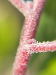 Arctostaphylos hookeri