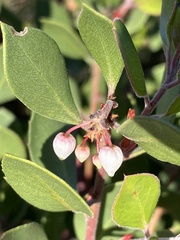 Arctostaphylos hookeri