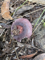 Russula lenkunya