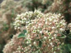 Salpianthus arenarius