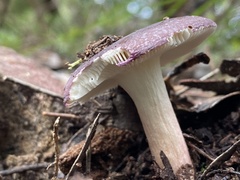 Russula lenkunya