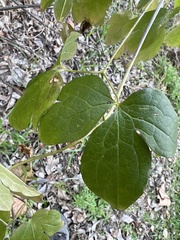 Clematis texensis