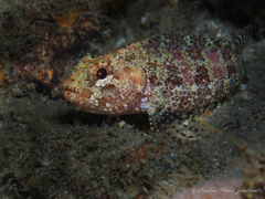 Downy Blenny photo 2