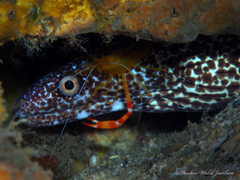 Stenopus scutellatus