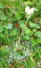 Antennaria caucasica