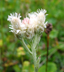 Antennaria caucasica