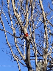 Cardinalis cardinalis