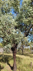 Eucalyptus melanophloia