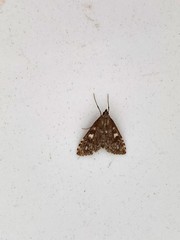 Udea olivalis