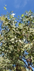 Eucalyptus melanophloia