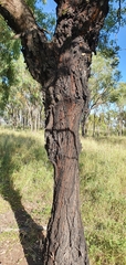 Eucalyptus melanophloia