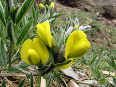 Thermopsis alpina