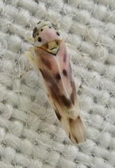 Linnavuoriana decempunctata