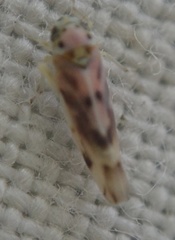 Linnavuoriana decempunctata