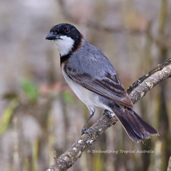 Pachycephala lanioides