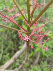 Vasconcellea parviflora
