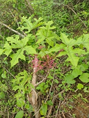 Vasconcellea parviflora